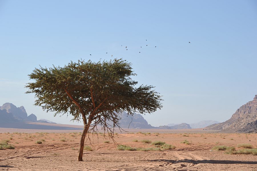 jordanien13_331.jpg