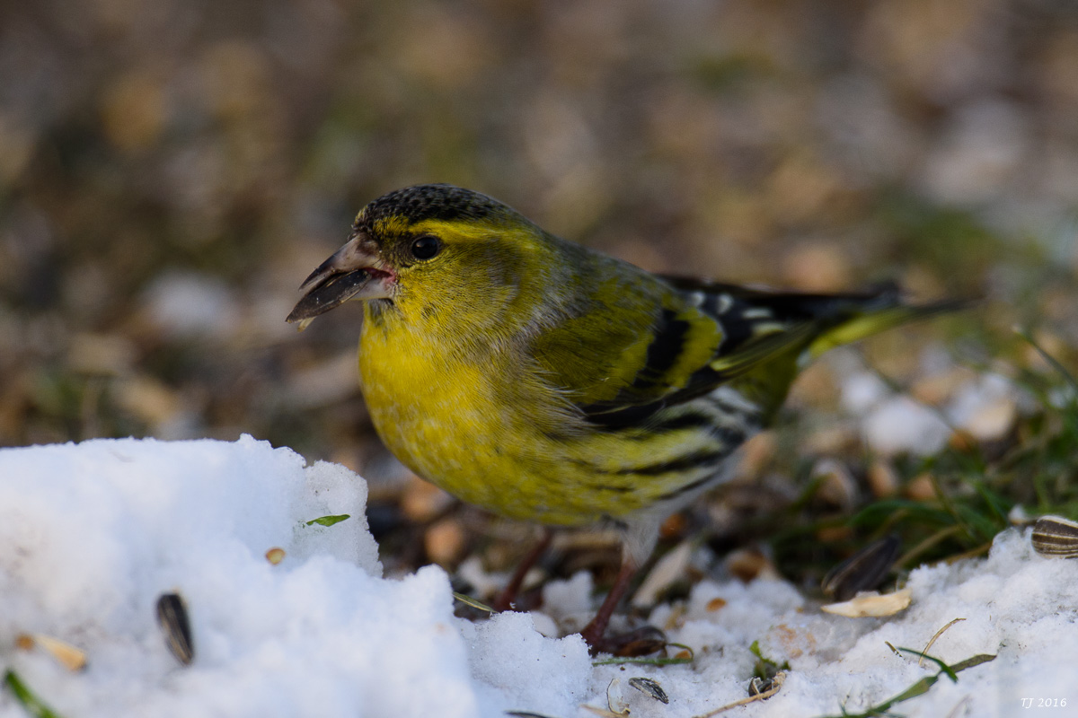 DSC_1927.jpg