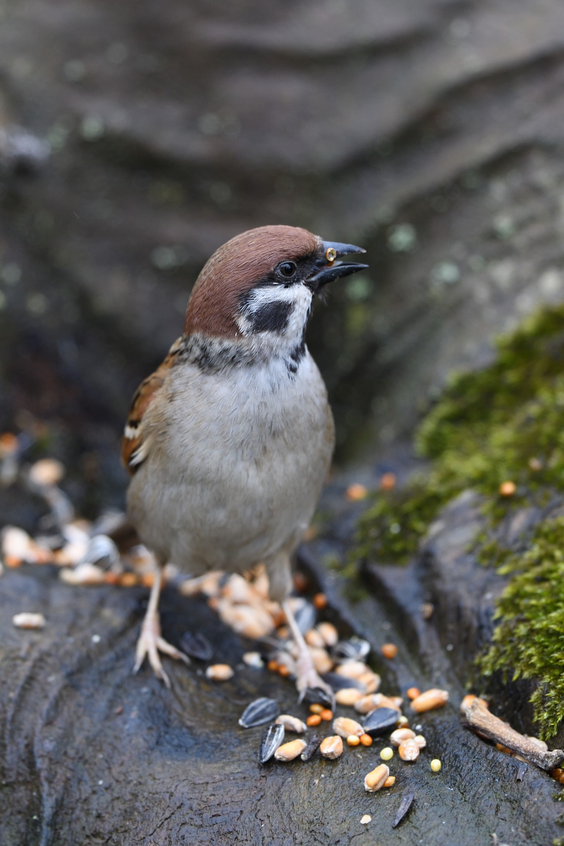DSC_0037.JPG