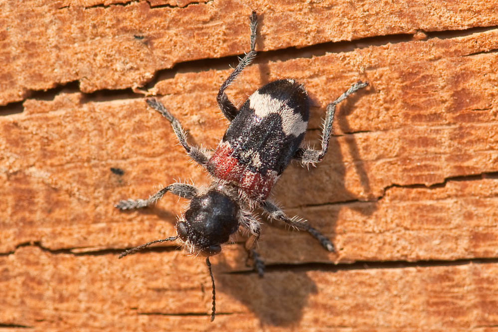 clerus_mutillarius_2.jpg