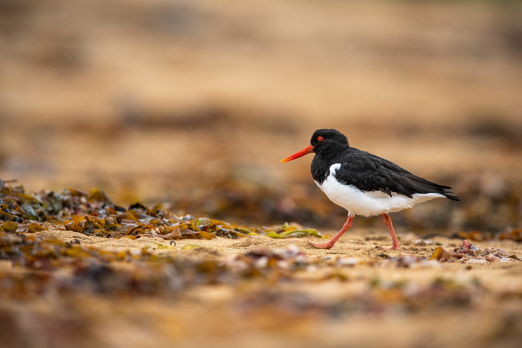 DSC_0612-XL.jpg