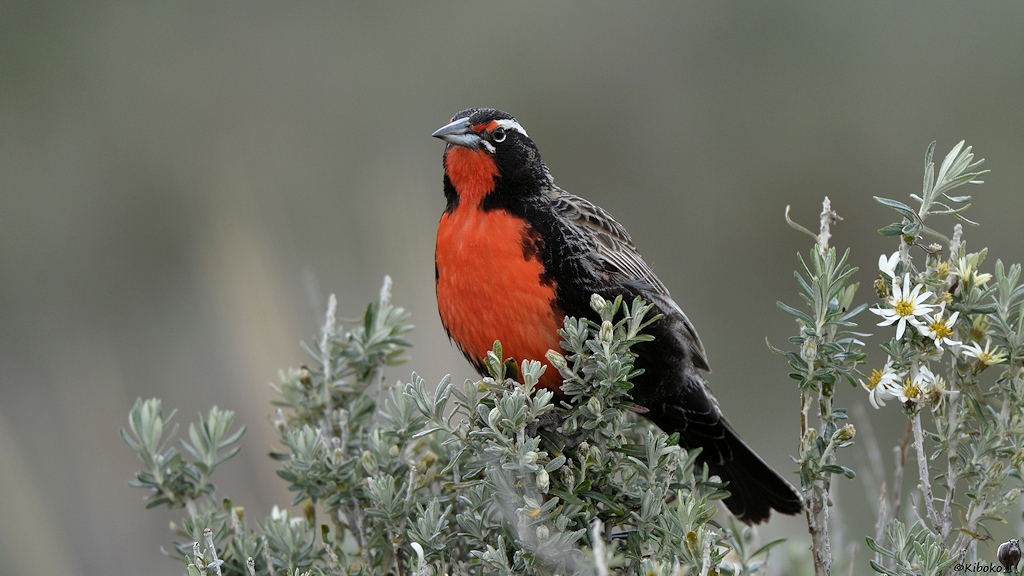 Vogel mit rotem Bauch, roter Kehle und schwarzem Rücken sitzt auf einem Busch