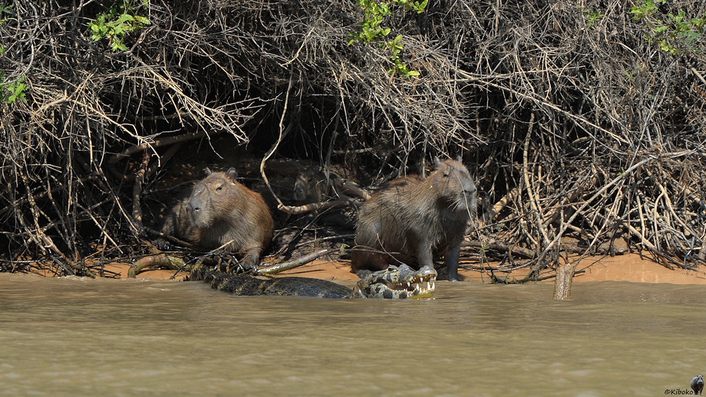 Zwei Capybaras und ein Brillenkaiman sind am Ufer