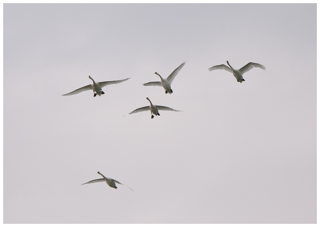 fliegendeschwaene001.jpg