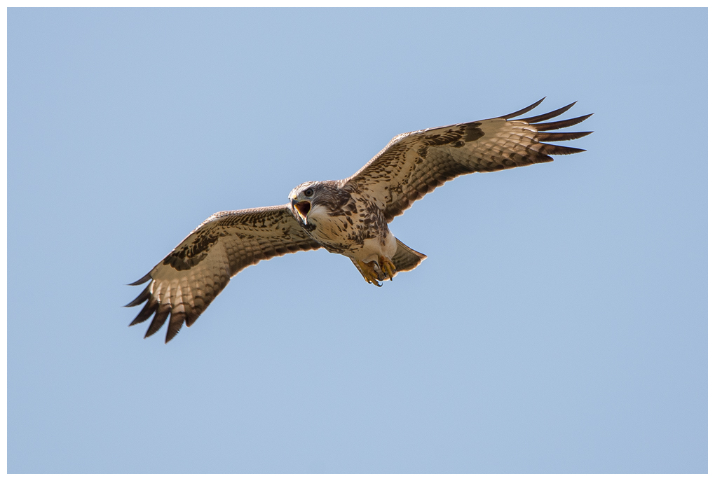 Bussard004.jpg
