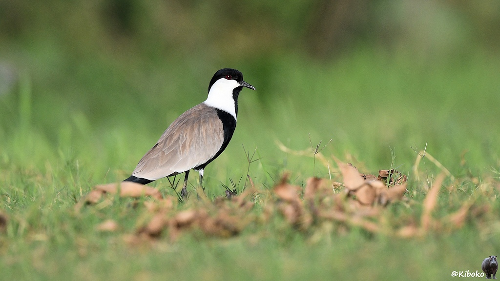 Das Bild zeigt einen schwarzen Vogel mit kurzen Schnabel mit weißen Wangen und braun-grauem Rücken auf einer Wiese mit trockenem Laub.