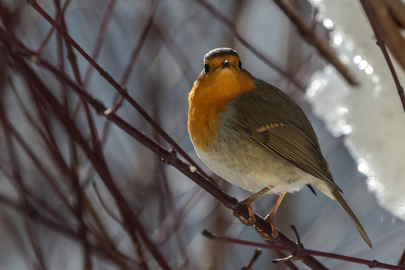 20190116_ND5_1290NF.jpg