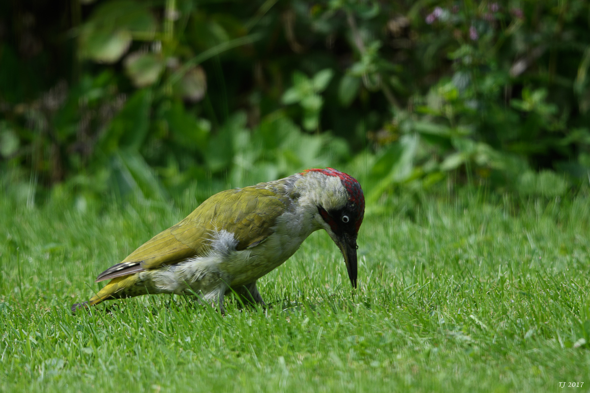 DSC_2761.jpg