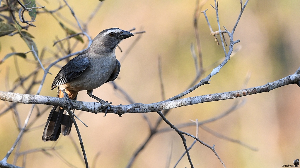 Grauer Vogel mit weißem Augenbrauen