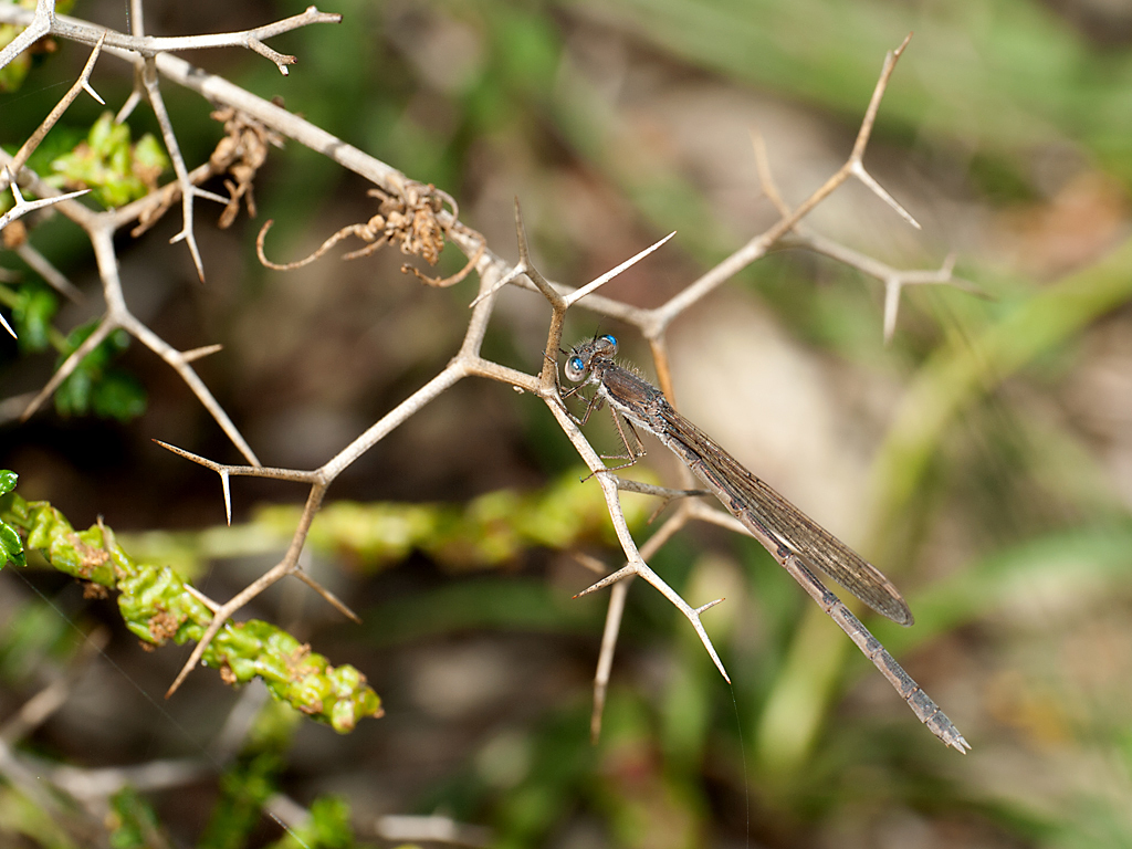 DSC_6958.jpg