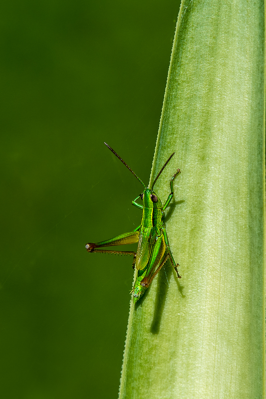 20180620_ND5_2246hNF.jpg