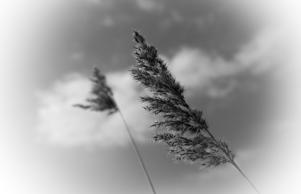 Windy_4701.jpg
