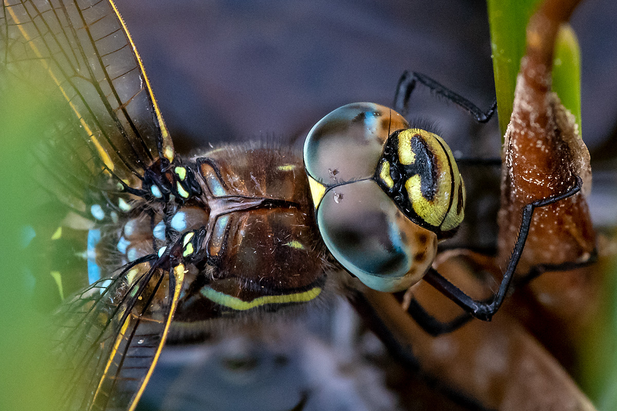 20180607_D500_0479NF.jpg