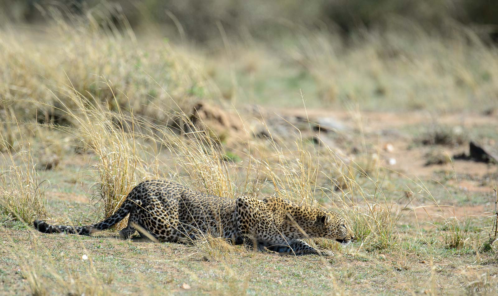 Leopard%20503a.jpg