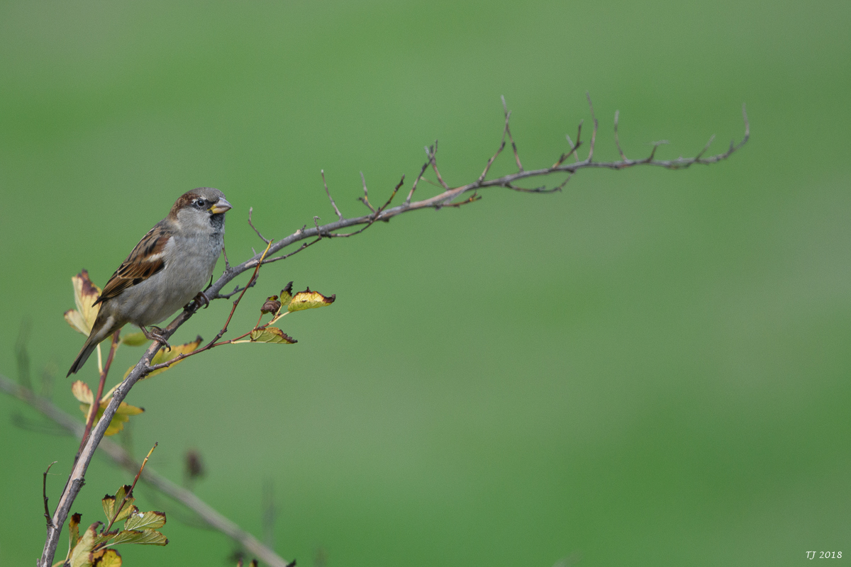 DSC_5735.jpg