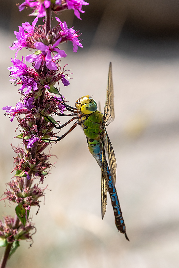 20180709_D500_0924NF.jpg
