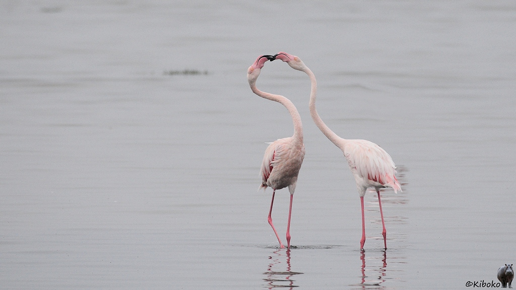 Zwei blassrosane Flamingos stehen in flachem, grauen Wasser und berühren sich mit den Schnäbeln.