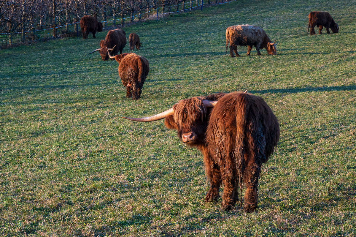 20201126_NZ6_2996NF.jpg