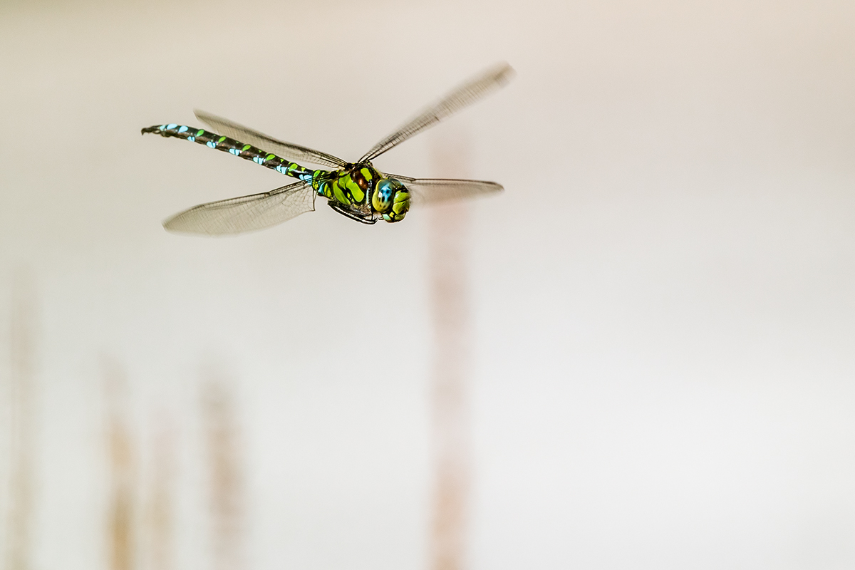 20201008_ND5_1004NF.jpg