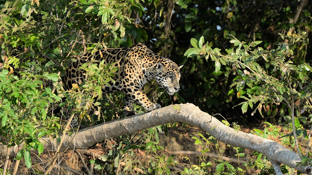 Jaguar balanciert auf einem liegenden Baumstamm.