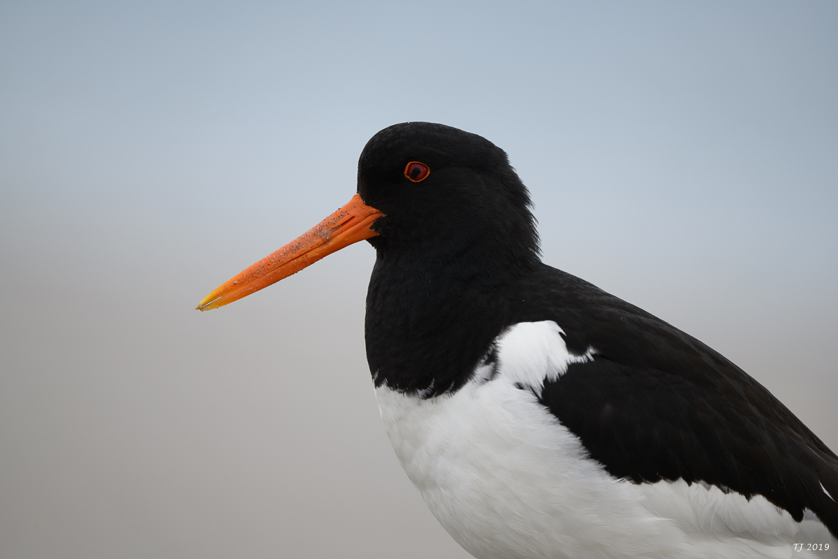 Helgoland%20124.jpg