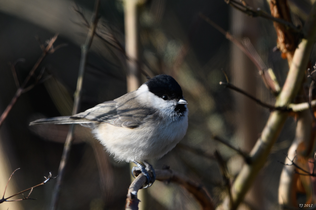 DSC_0796.jpg