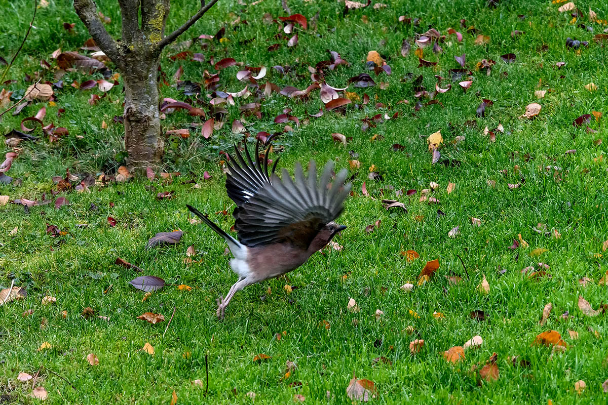 20171117_D500_1877NF.jpg