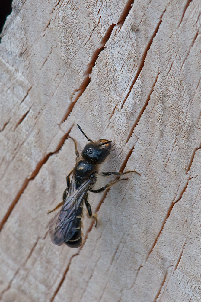 Osmia_florisomnis_fischingen_130508_2.jpg