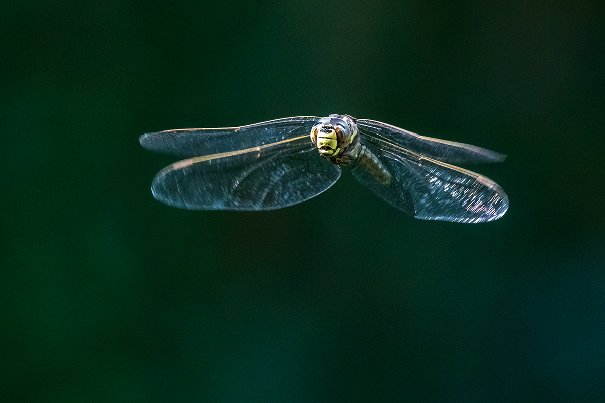 20200911_D500_0894NF.jpg