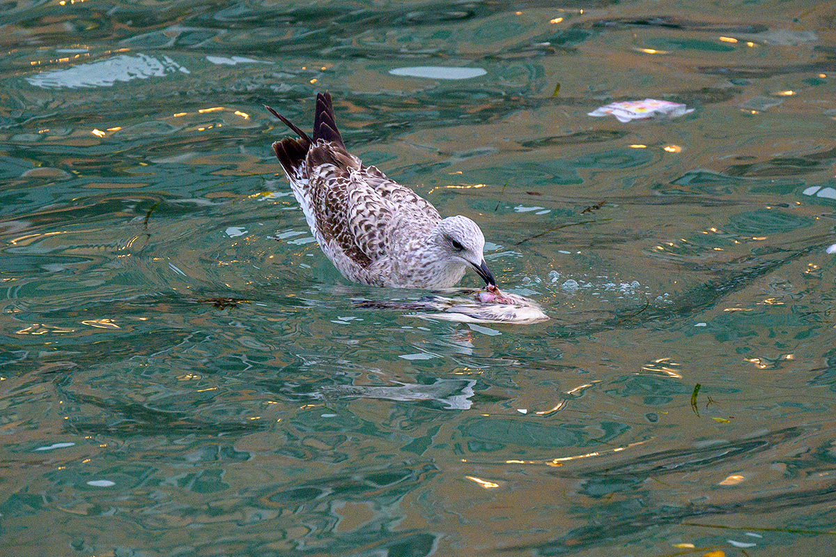20211122_NZ6_1943NF.jpg