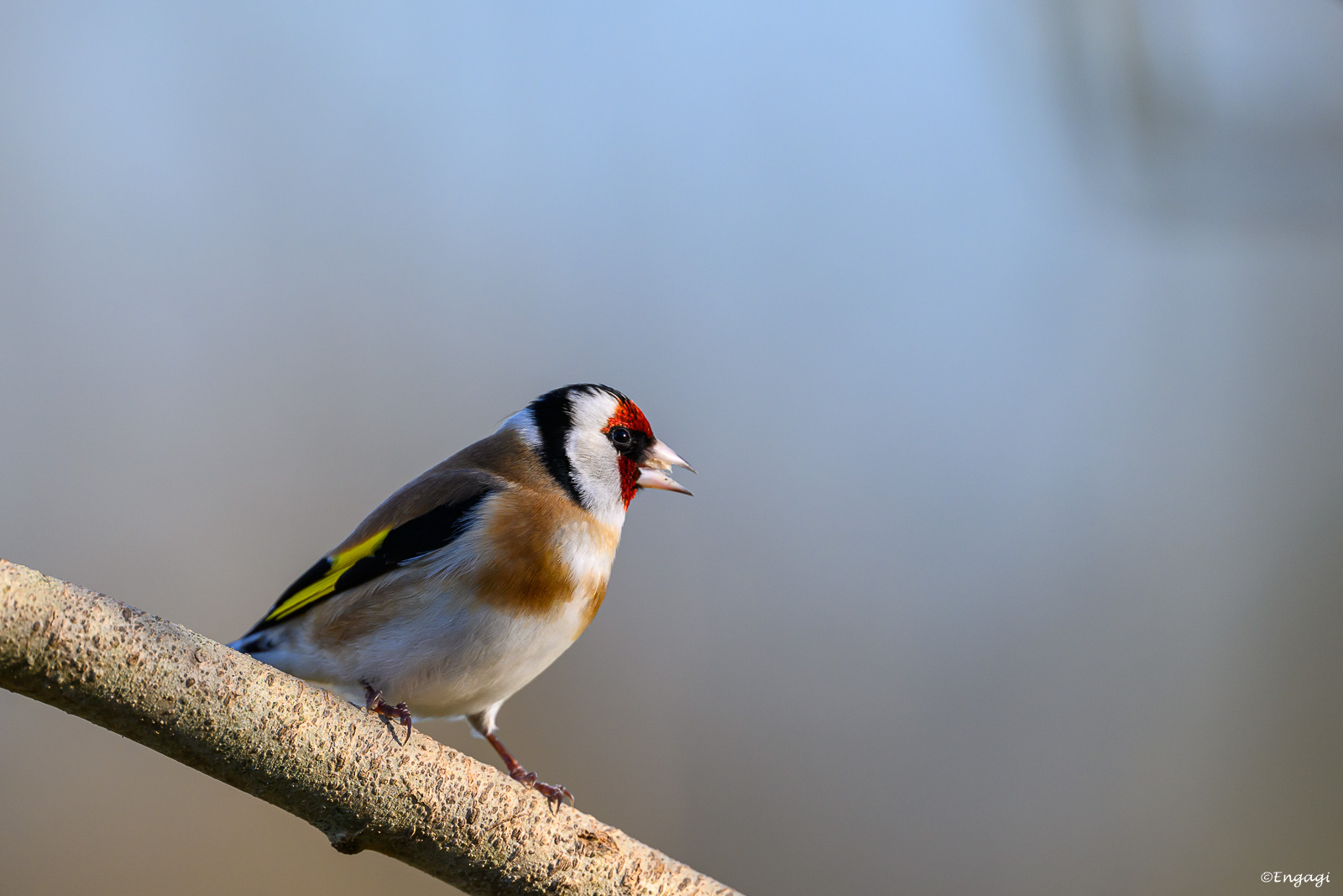 DSC_5276.jpg