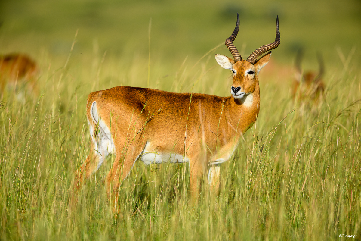 Uganda%200445.jpg