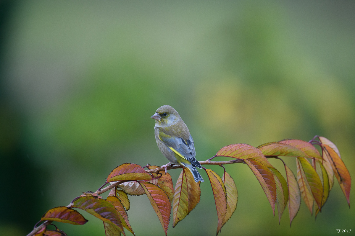 DSC_0080.jpg