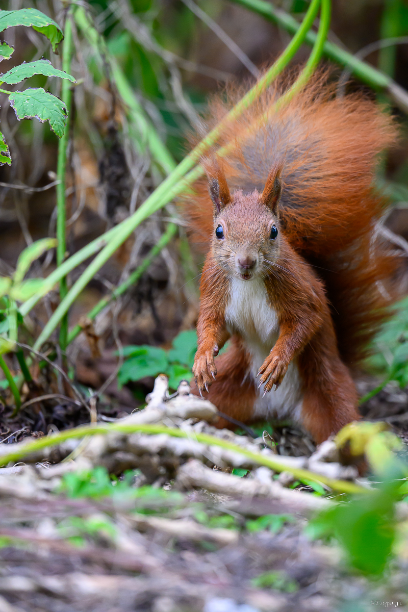 DSC_6220.jpg