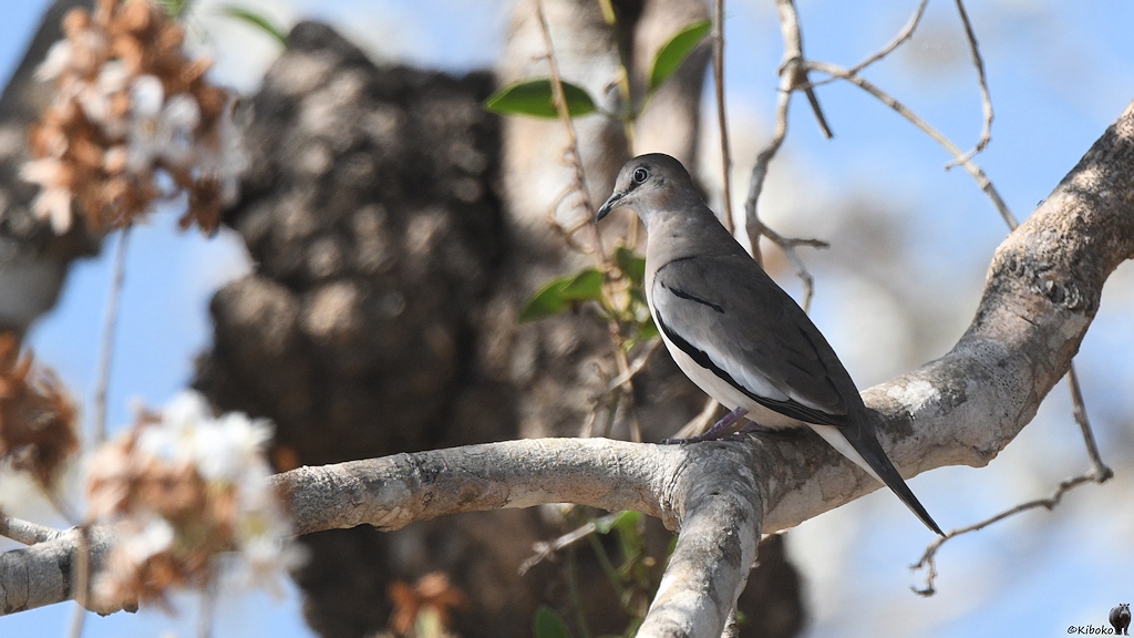 Graue Taube mit weißem Bauch und schwarzer Trennlinie sitzt auf einem Ast
