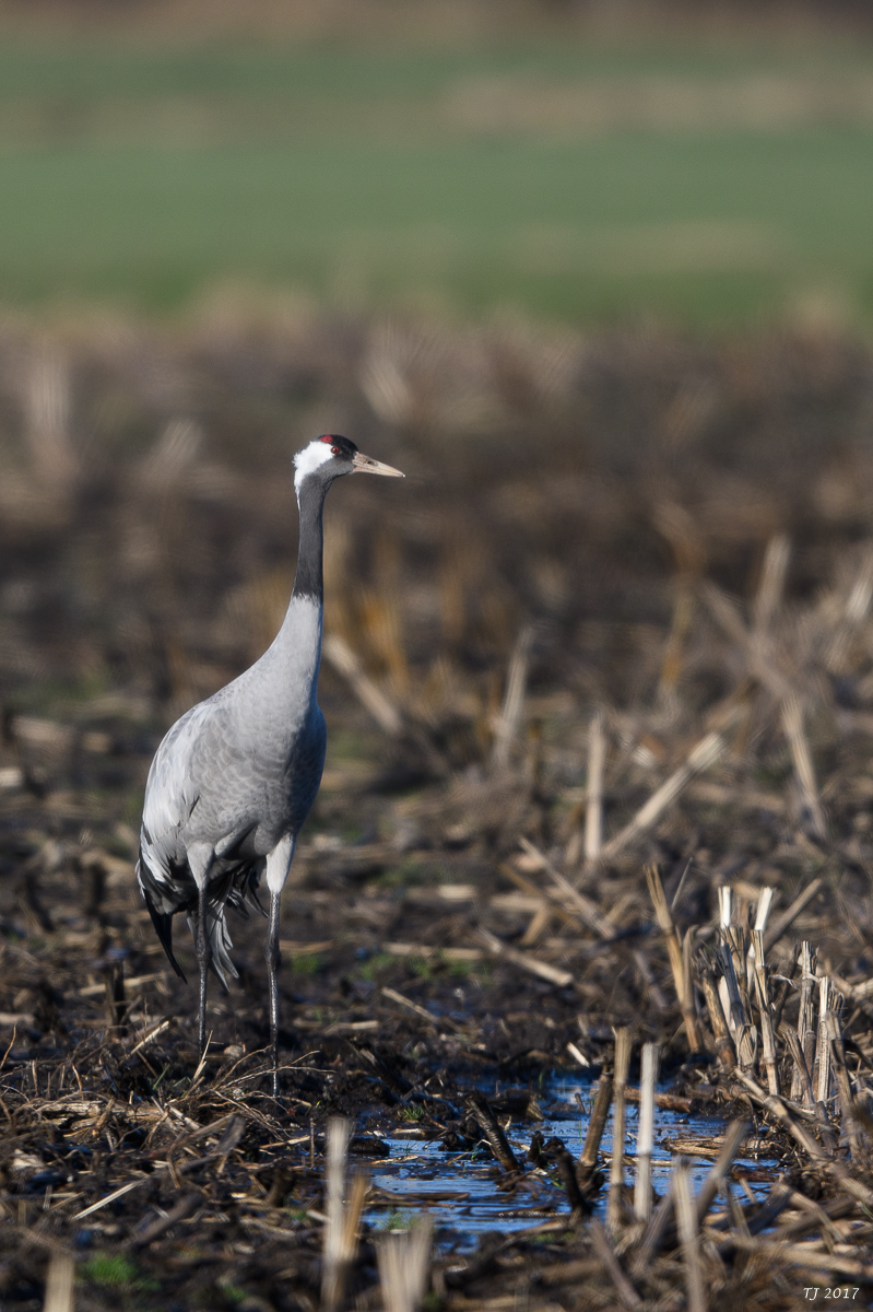 DSC_0436.jpg