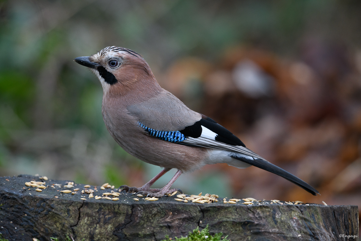DSC_8075.jpg