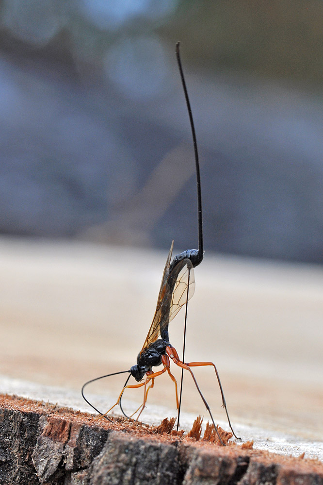 dolichomitus3.jpg