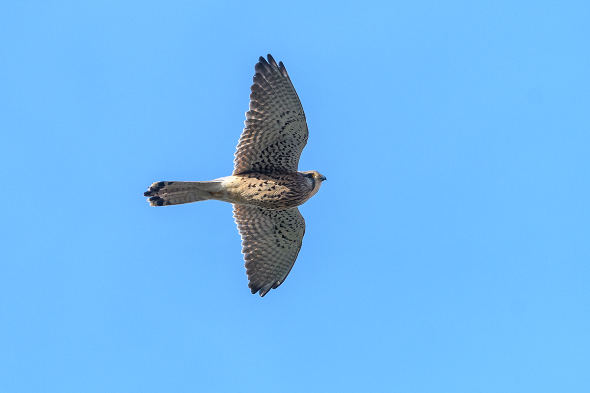 20180403_D500_0011NF.jpg