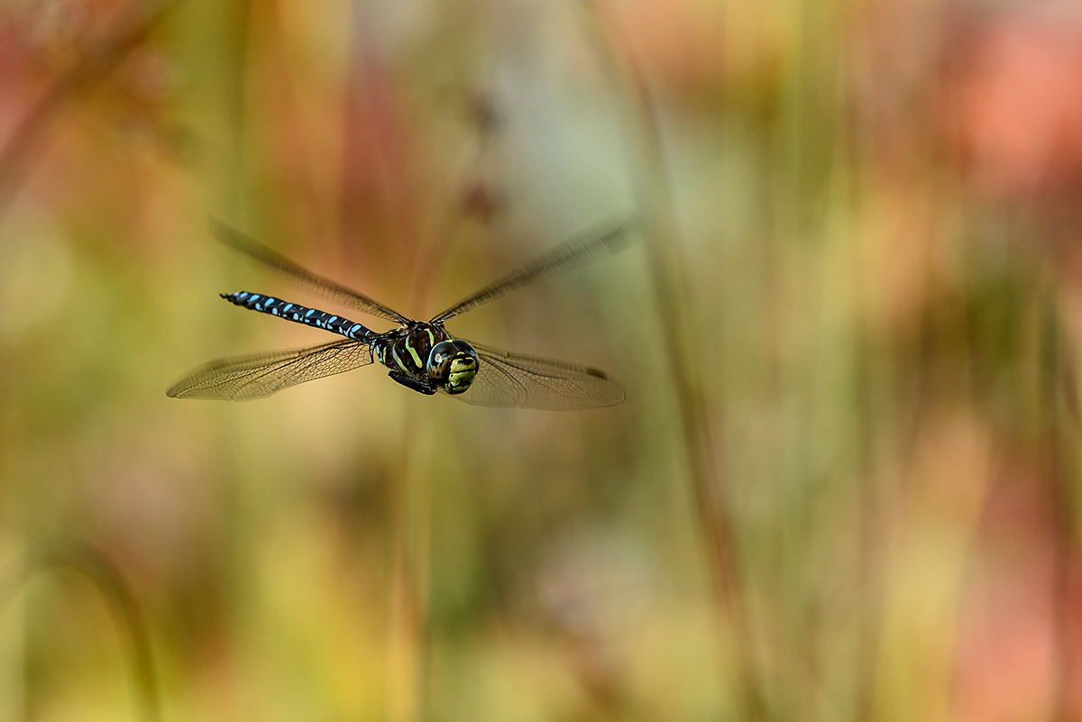 20170913_D810_0503vNF.jpg