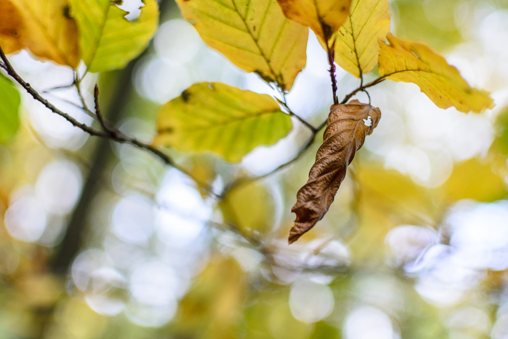 herbst02.jpg
