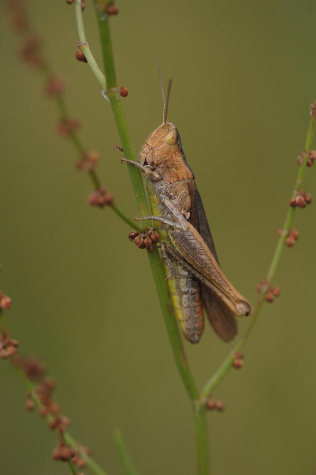 22617307oa.jpg