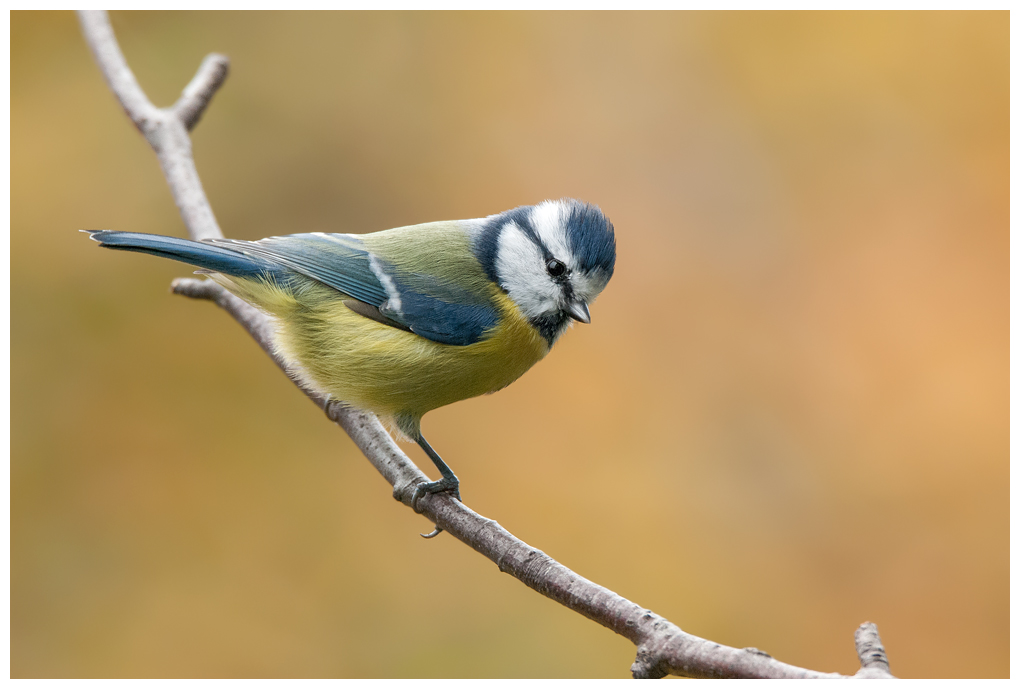 Blaumeise057.jpg