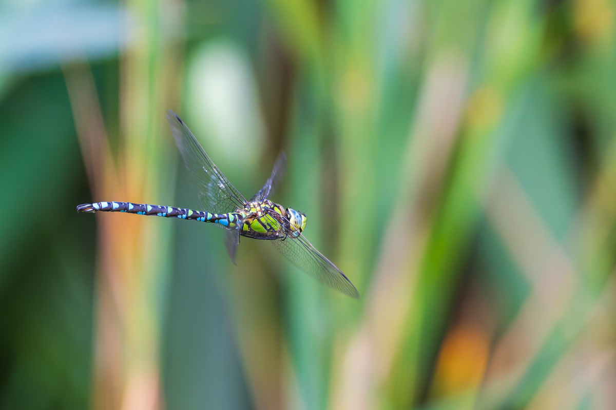 20260916_NZ9_2482_DPXNF.jpg