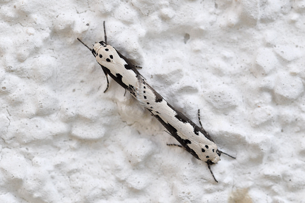 ethmia_bipunctella_160504.jpg