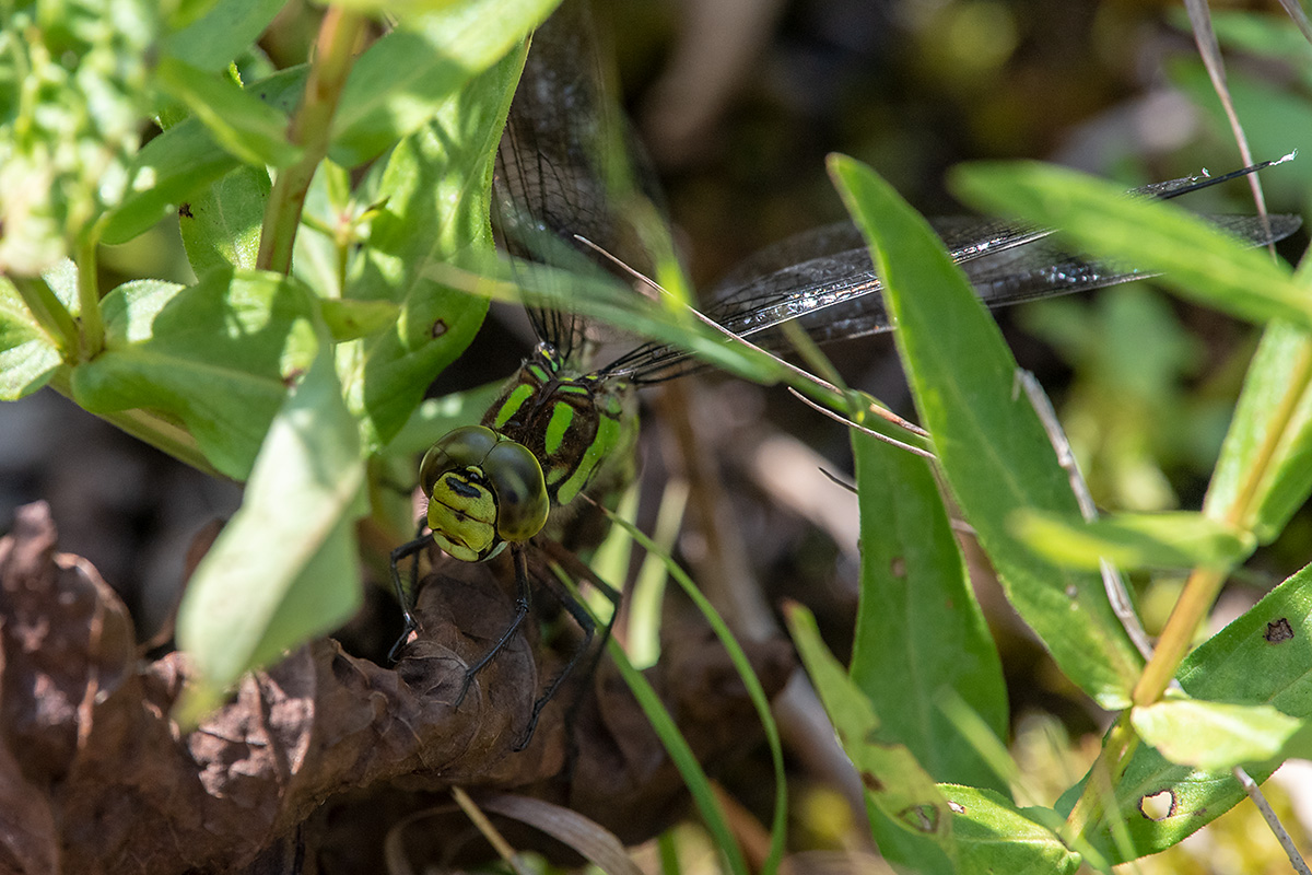 20180808_ND5_0661NF.jpg