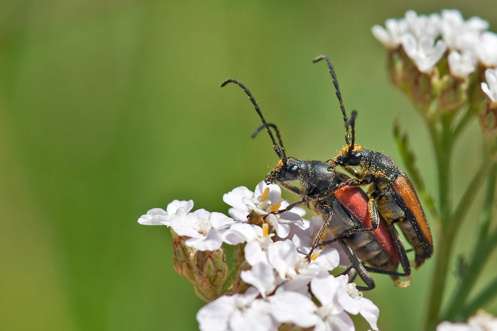 leptura_sanguinolenta_churwalden_20110802.jpg