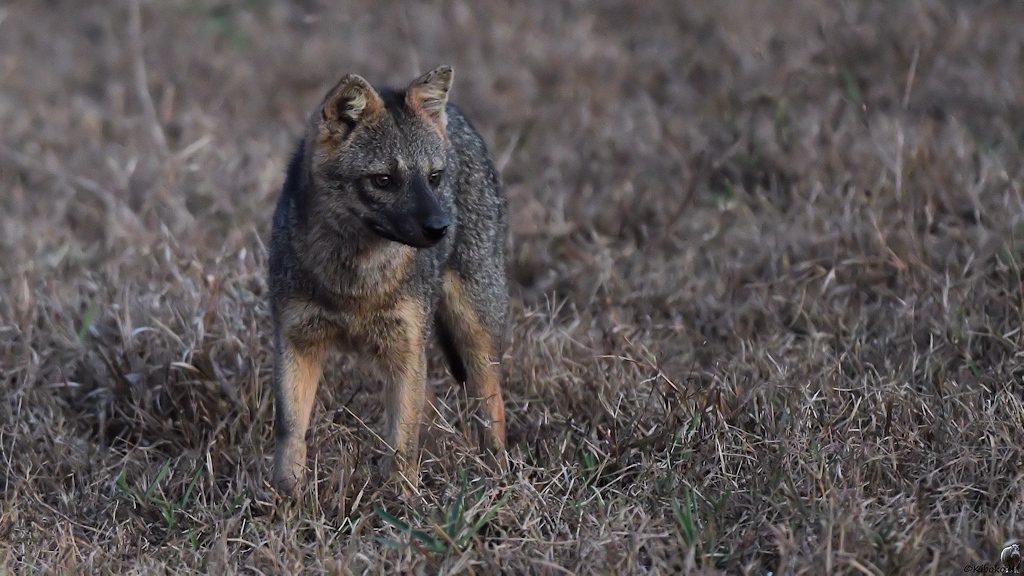 Ein Schwarzbrauner Fuchs steht auf einer trockenen Wiese