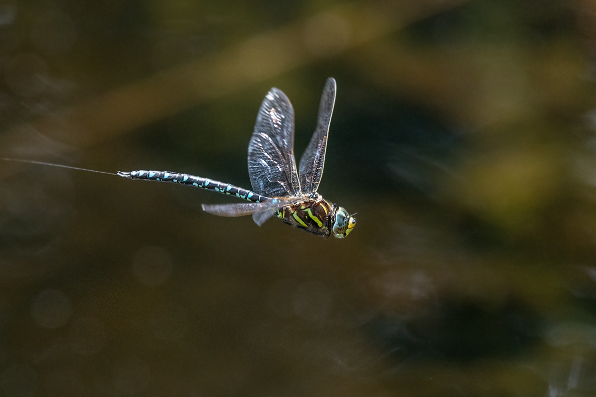 20180811_ND5_0749NF.jpg