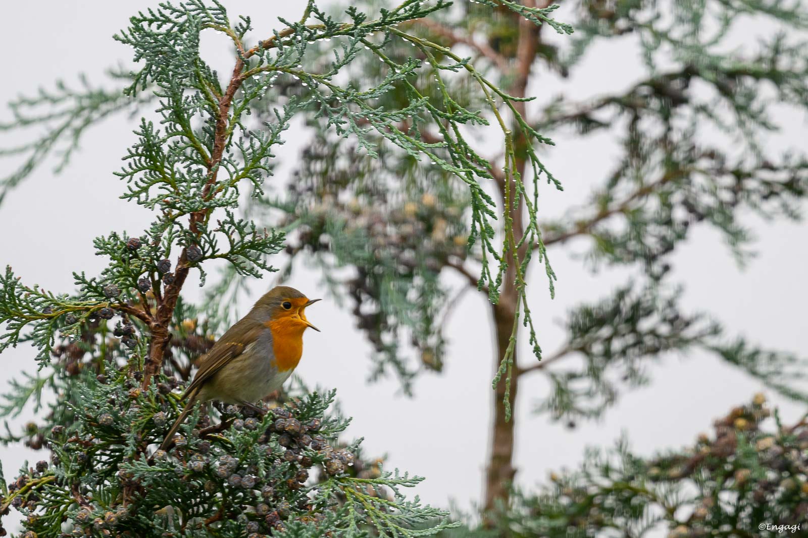 DSC_2523.jpg